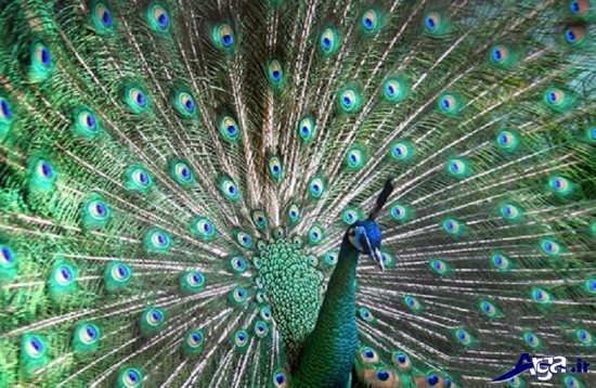 تصاویر شگفت انگیز طاووس
