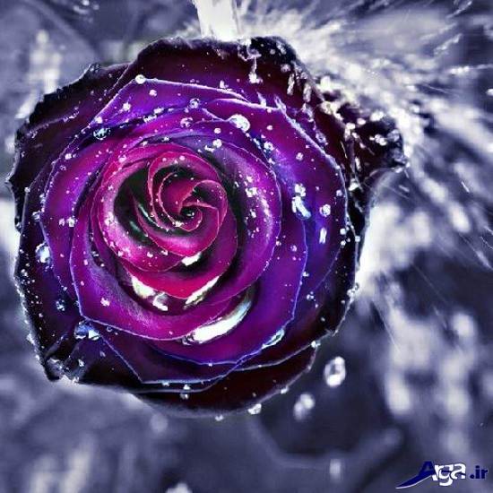 عکس های زیباترین گل رز