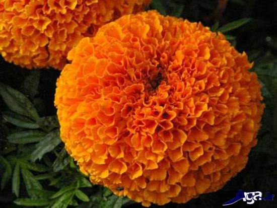 عکس های مختلف از زیباترین گلهای دنیا