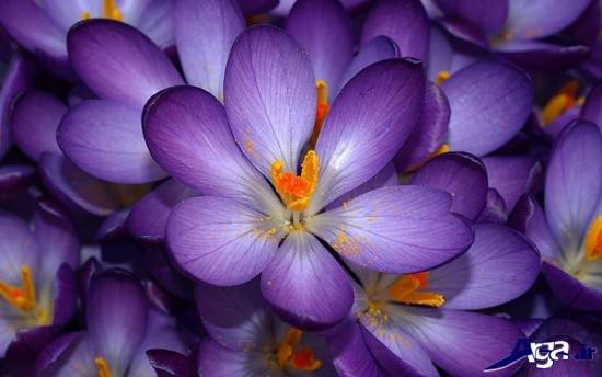 عکس های گل زعفران