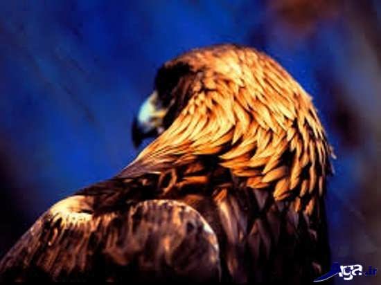 عکس عقاب طلایی