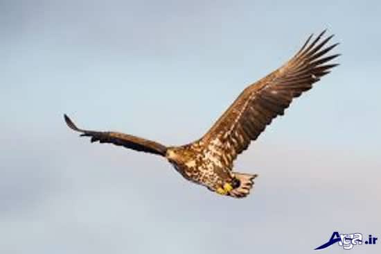 عکس عقاب طلایی