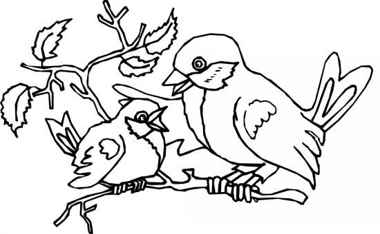 نقاشی های زیبا پرنده های مختلف 
