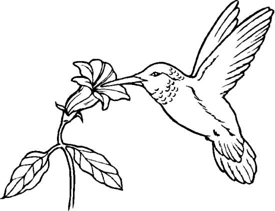 نقاشی گل و پرنده 