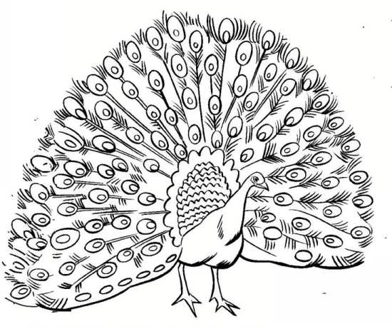 نقاشی طاووس 