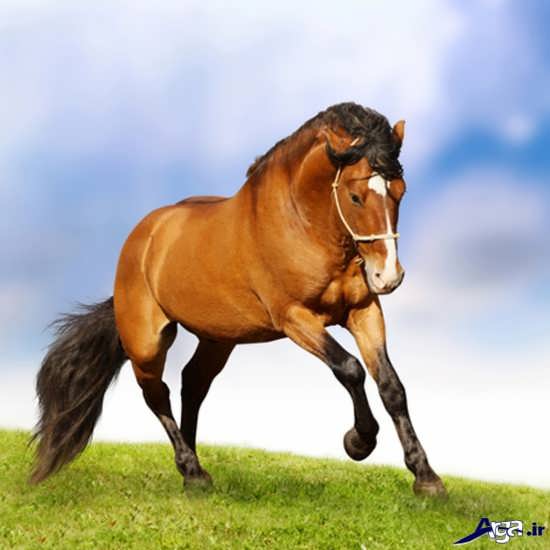تصاویر انواع اسب زیبا و جذاب 