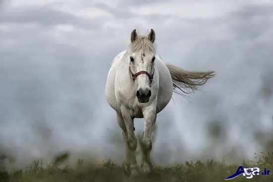 انواع عکس اسب سفید و زیبا 