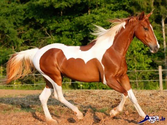 زیباترین و جذاب ترین عکس های اسب