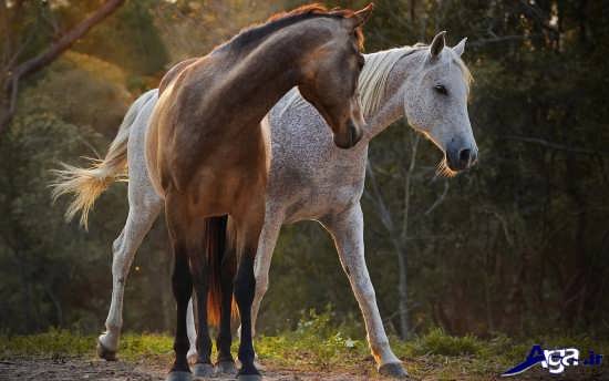 انواع عکس اسب های زیبا و دوست داشتنی