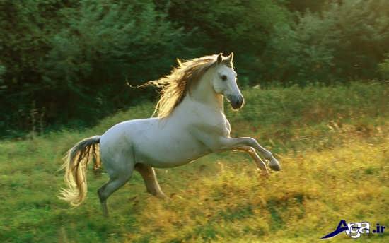زیباترین و جذاب ترین انواع اسب ها در طبیعت