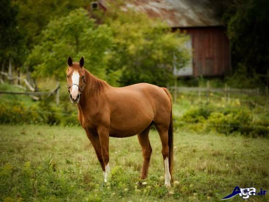 عکس های زیبای انواع اسب