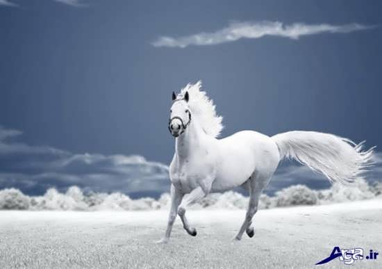 انواع عکس های جالب و جذاب اسب