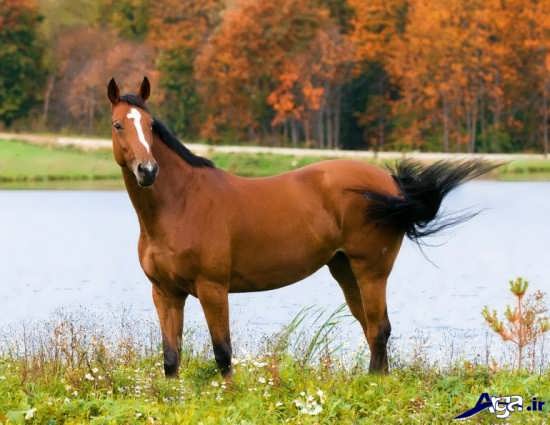 عکس اسب های زیبا و دوست داشتنی 