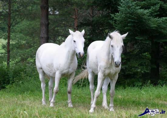 عکس اسب های زیبا و سفید