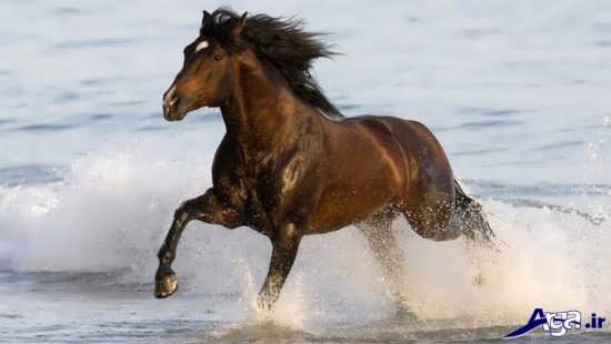 عکس اسب های زیبا با نژادهای مختلف