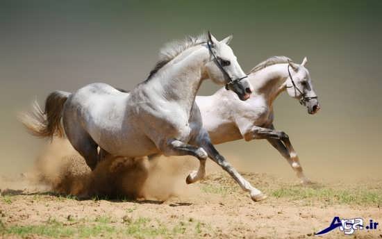 عکس اسب های زیبا و باوقار