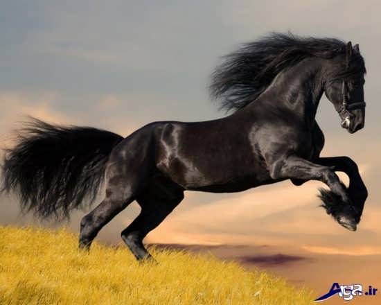 انواع عکس اسب های زیبا و جذاب 