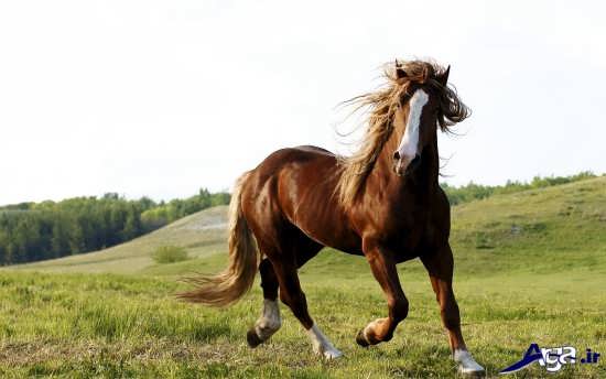 انواع عکس اسب های باوقار و زیبا 