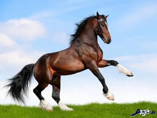 عکس اسب های تندرو و زیبا