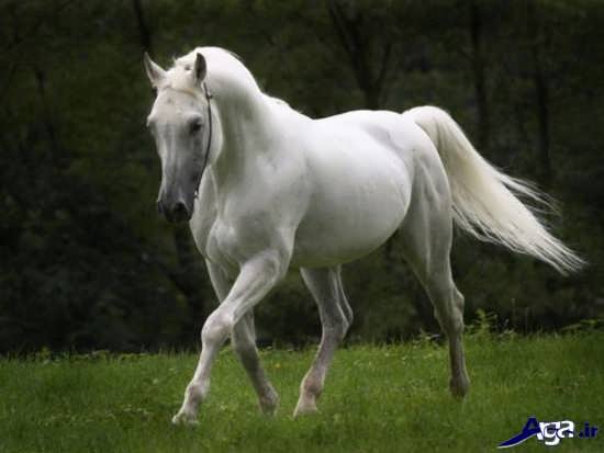 زیباترین و جذاب ترین اسب ها