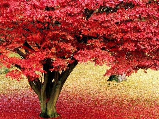 انواع عکس طبیعت زیبای پاییزی