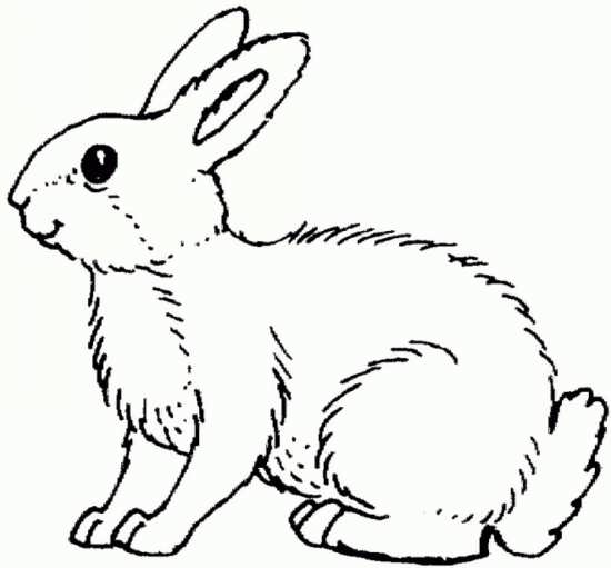 نقاشی خرگوش 