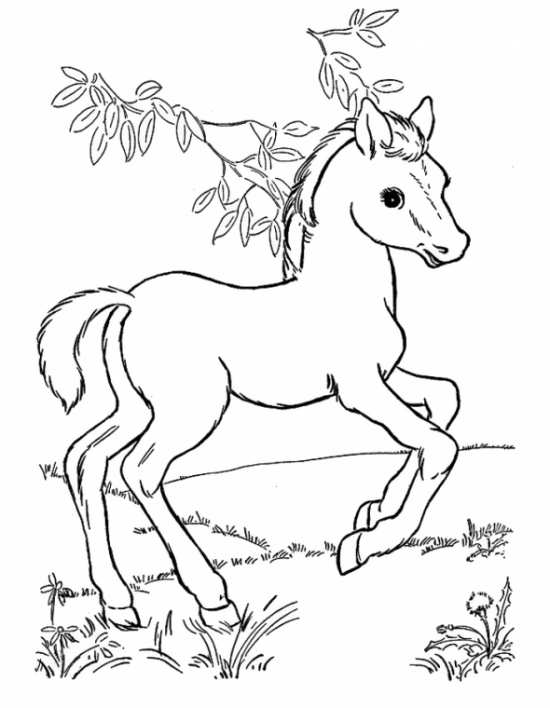 نقاشی اسب 
