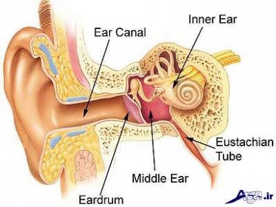 گوش و گرفتگی آن
