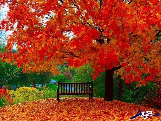 مجموعه عکس مناظر پاییزی بسیار زیبا 