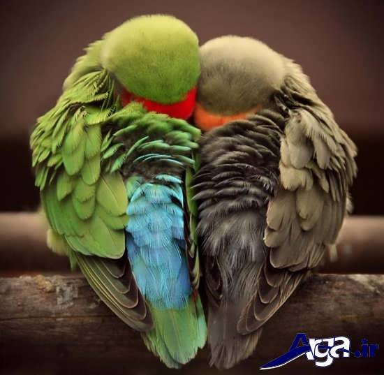 عکس پرنده های زیبا و عاشق 