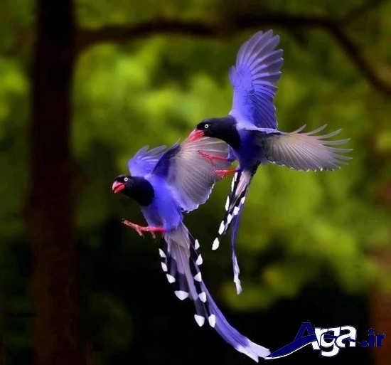 تصاویر پرنده های زیبا و جذاب 