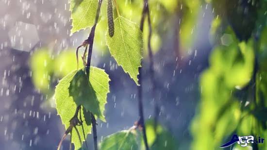 انواع عکس های زیبا و جذاب از باران 