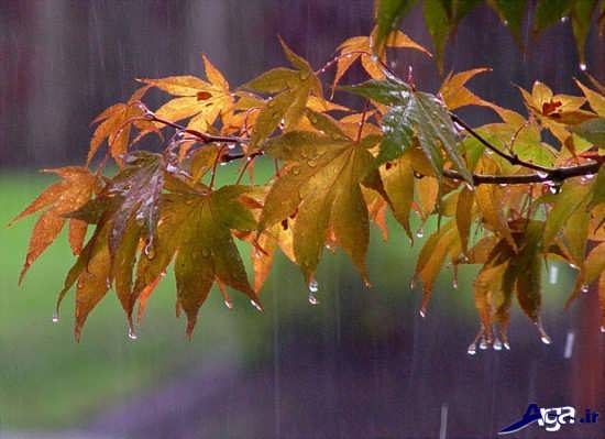 زیباترین تصاویر بارانی 