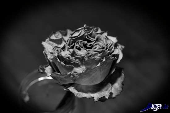 تصویر گل پژمرده زیبا 