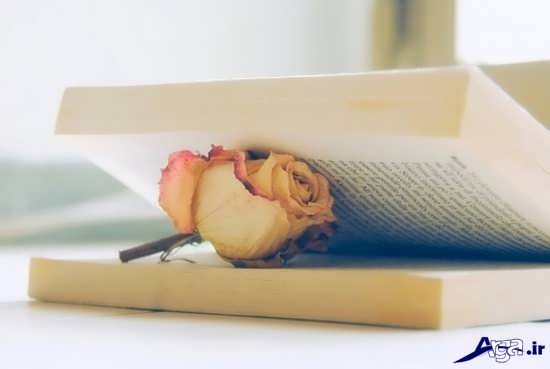 عکس گل پژمرده بسیار زیبا 
