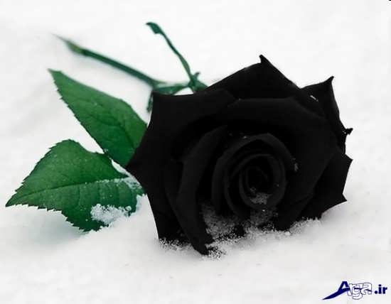 گل زیبای رز سیاه و بسیار جذاب 