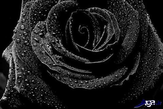 گل رز سیاه و عاشقانه 