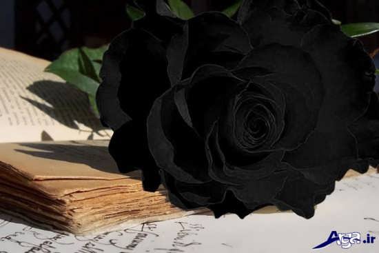 عکس گل رز سیاه بسیار زیبا 