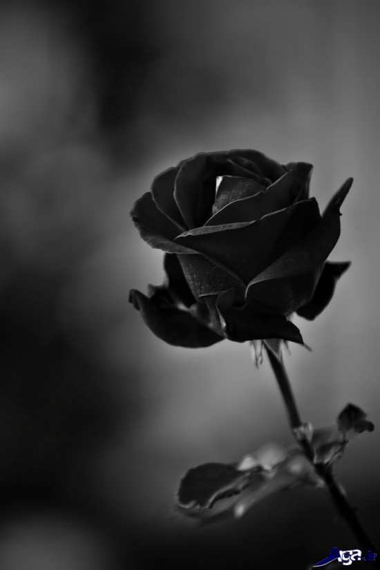 عکس گل رز سیاه بسیار عاشقانه 