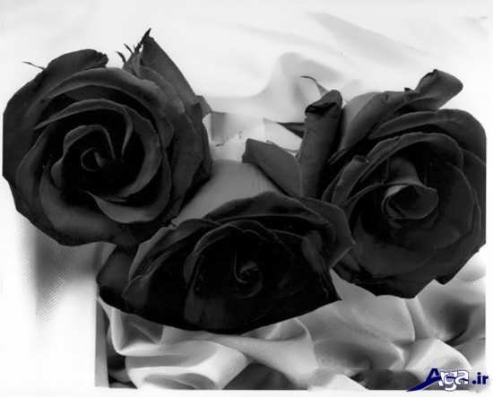 عکس دسته گل های زیبای رز سیاه 