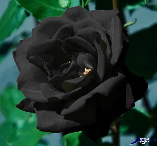 عکس های گل رز سیاه 