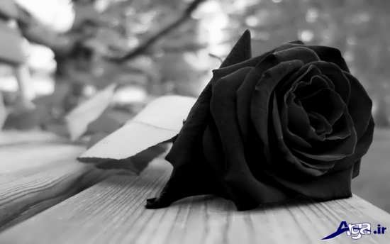 عکس گل رز سیاه جذاب و زیبا 