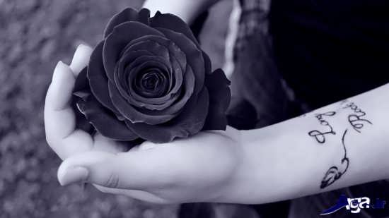گل زیبا و جذاب رز سیاه 