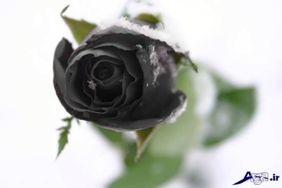 عکس گل رز سیاه بسیار زیبا و جذاب 