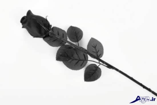 گل رز سیاه عاشقانه و رمانتیک 