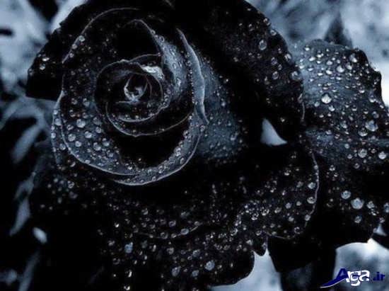 گل های زیبا و جذاب رز سیاه 