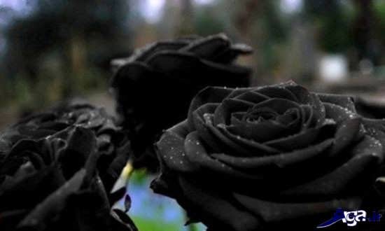 گل رز سیاه بسیار زیبا و جذاب 