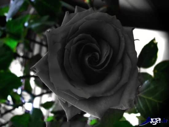 عکس گل رز سیاه زیبا 