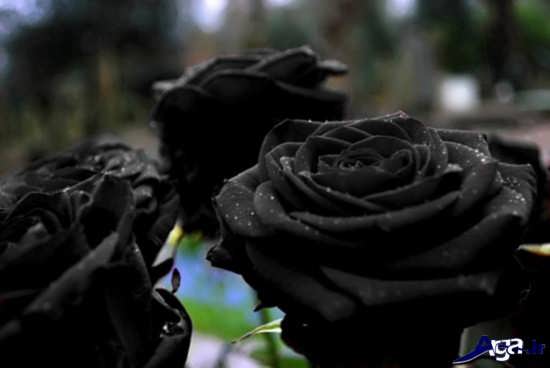 عکس گل های زیبا و جذاب رز سیاه 