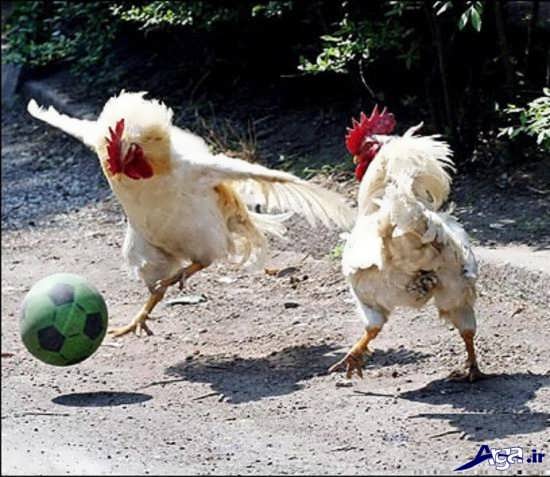 عکس خنده دار وجالب بازی فوتبال خروس ها 